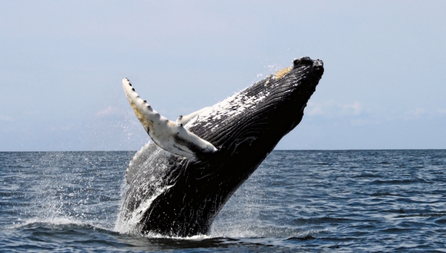 Whale Watching a Imperia: l’esperienza che emoziona tutta la famiglia 1 Living Liguria | whilewatching