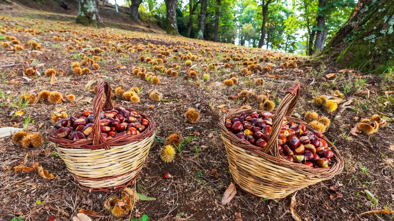 Raccolta castagne e passeggiata nei boschi della Riviera di Ponente 14 Living Liguria | raccogliere castagne nei boschi italiani