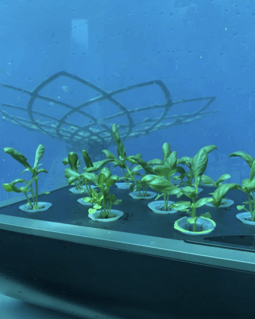 A Noli il pesto si coltiva sott’acqua: il progetto Nemo’s Garden che rivoluziona l’agricoltura 3 Living Liguria | IMG 3325