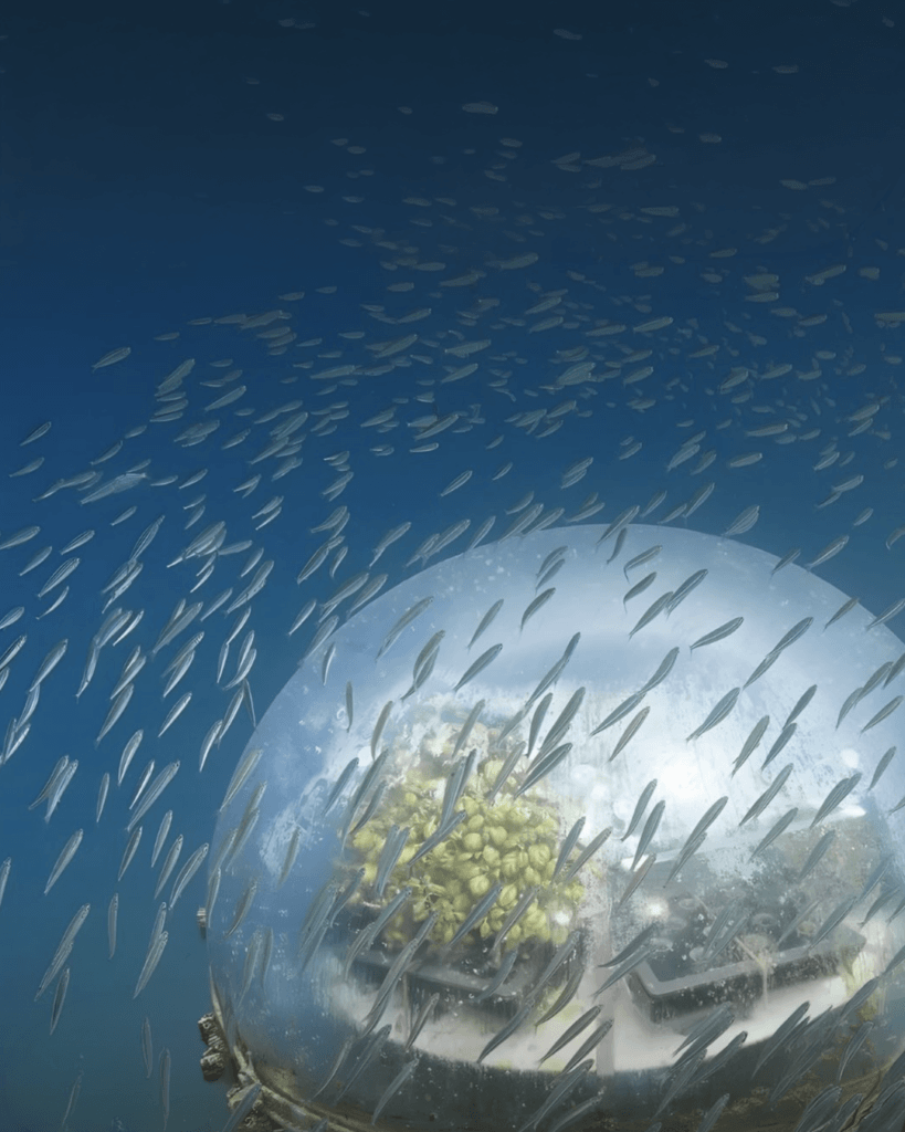 A Noli il pesto si coltiva sott’acqua: il progetto Nemo’s Garden che rivoluziona l’agricoltura 4 Living Liguria | IMG 3326