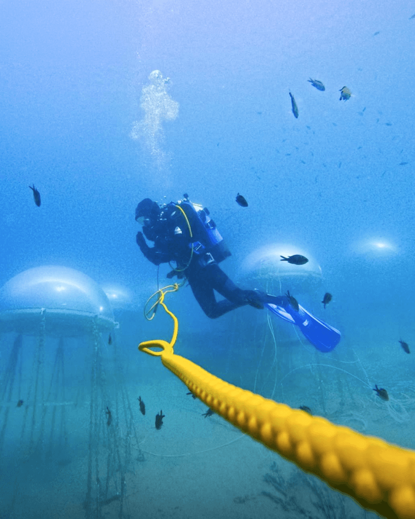 A Noli il pesto si coltiva sott’acqua: il progetto Nemo’s Garden che rivoluziona l’agricoltura 6 Living Liguria | IMG 3328