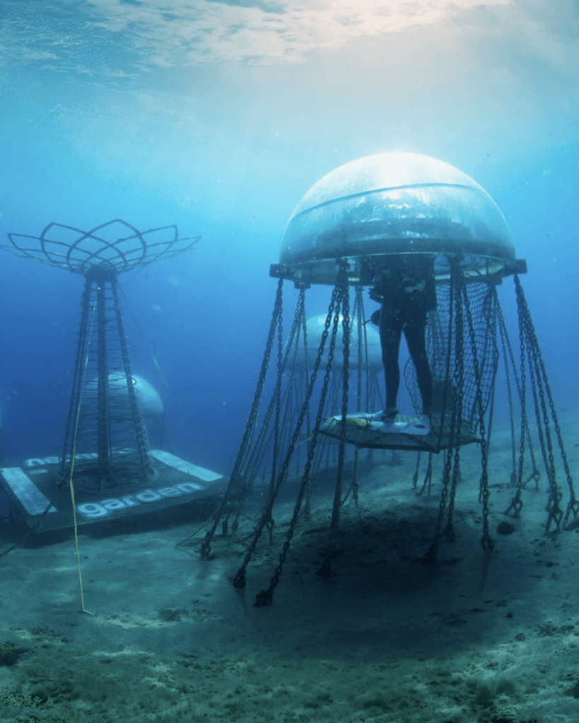 A Noli il pesto si coltiva sott’acqua: il progetto Nemo’s Garden che rivoluziona l’agricoltura 7 Living Liguria | IMG 3329
