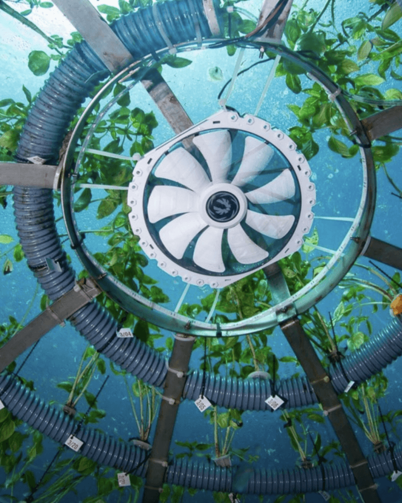 A Noli il pesto si coltiva sott’acqua: il progetto Nemo’s Garden che rivoluziona l’agricoltura 9 Living Liguria | IMG 3332