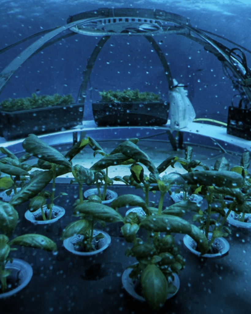 A Noli il pesto si coltiva sott’acqua: il progetto Nemo’s Garden che rivoluziona l’agricoltura 11 Living Liguria | IMG 3334